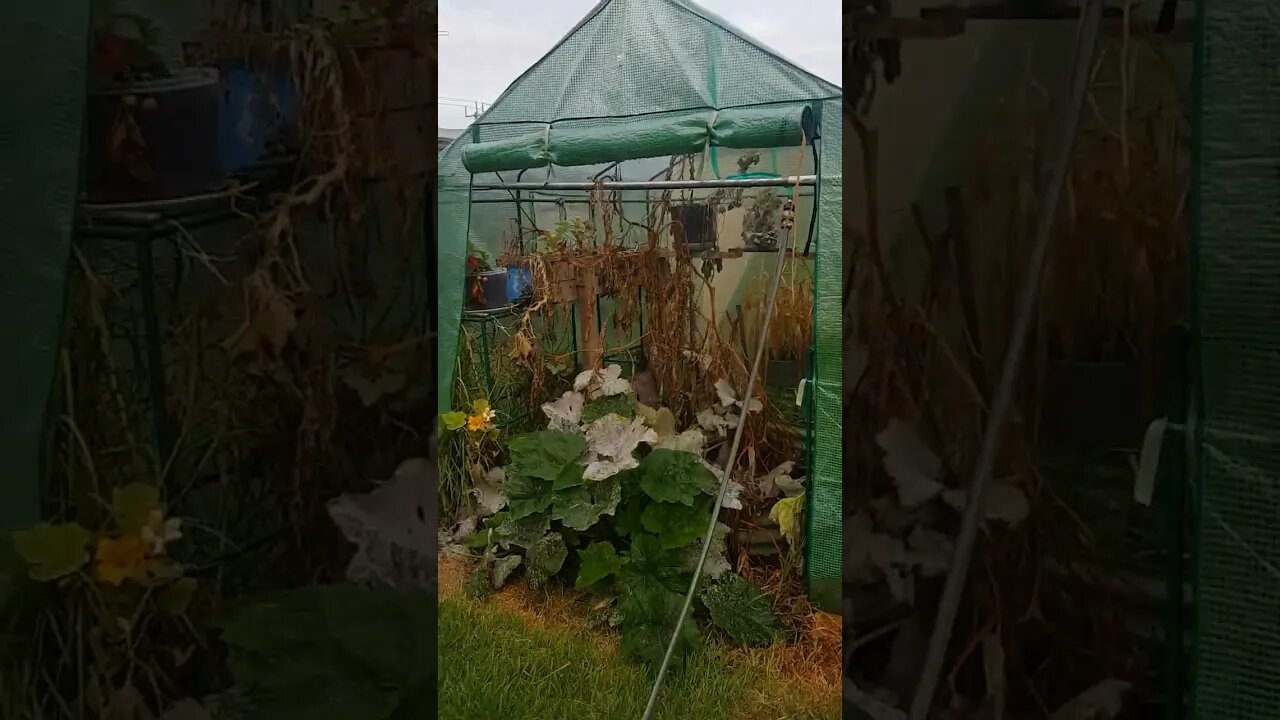 Man Made rain - Beerdrinknaussie Style :)