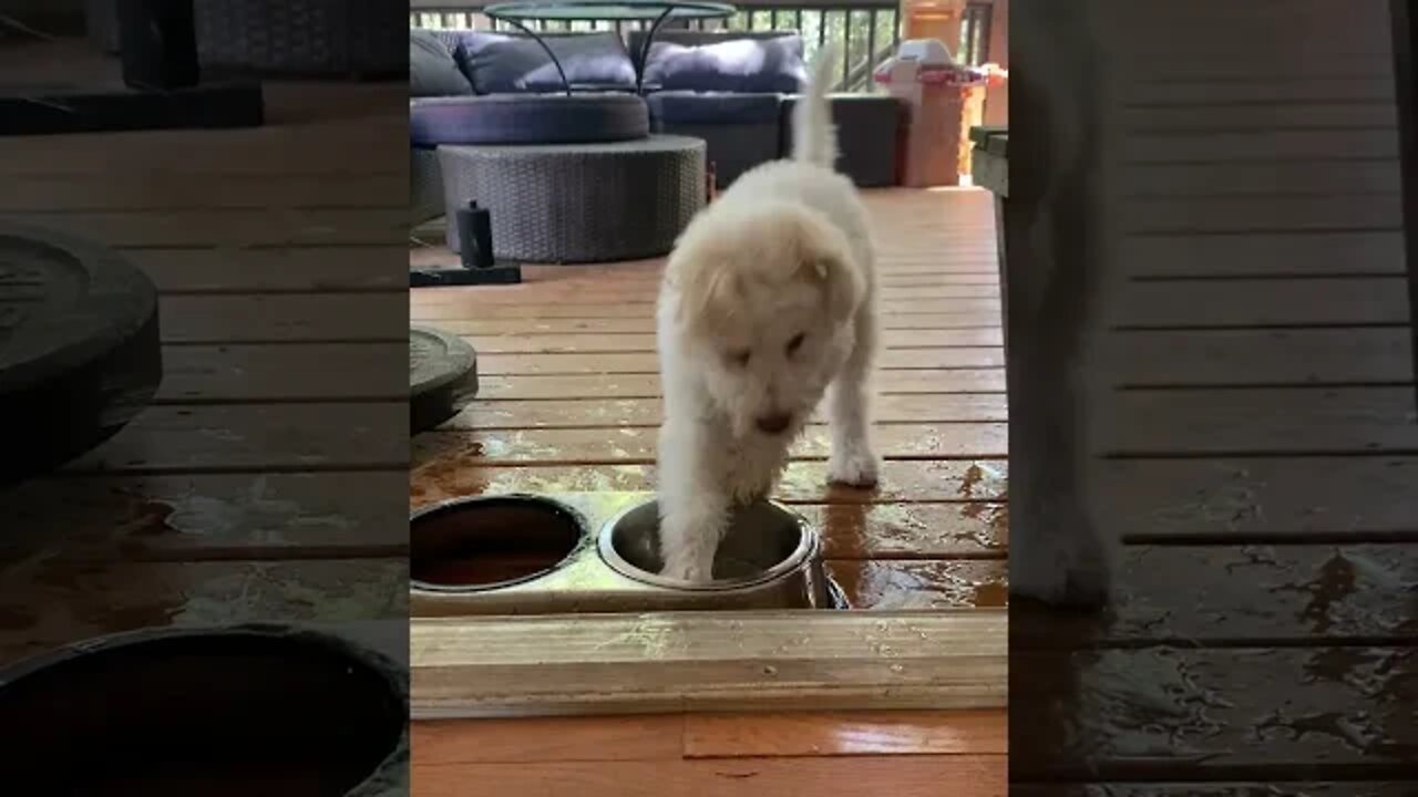 Cute Puppy Plays In His Water Bowl