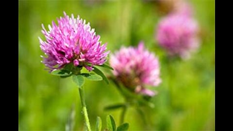 Part 87 Red Clover Benefits