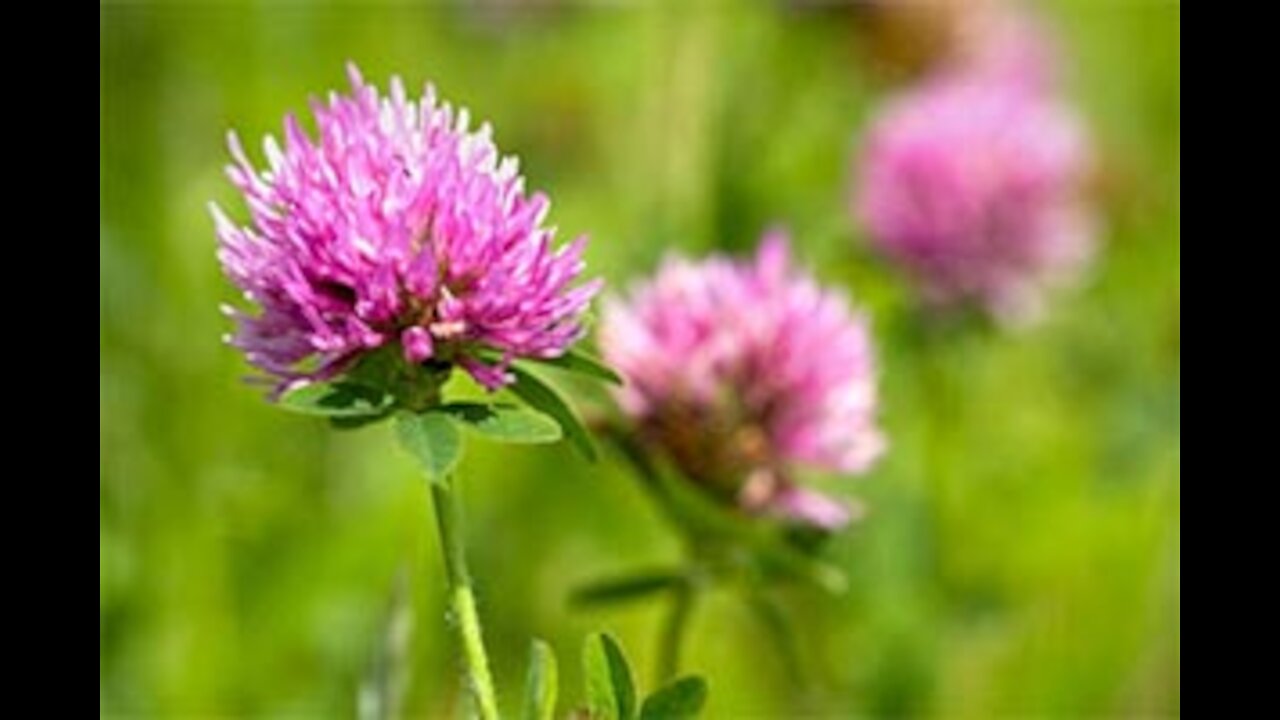 Part 87 Red Clover Benefits