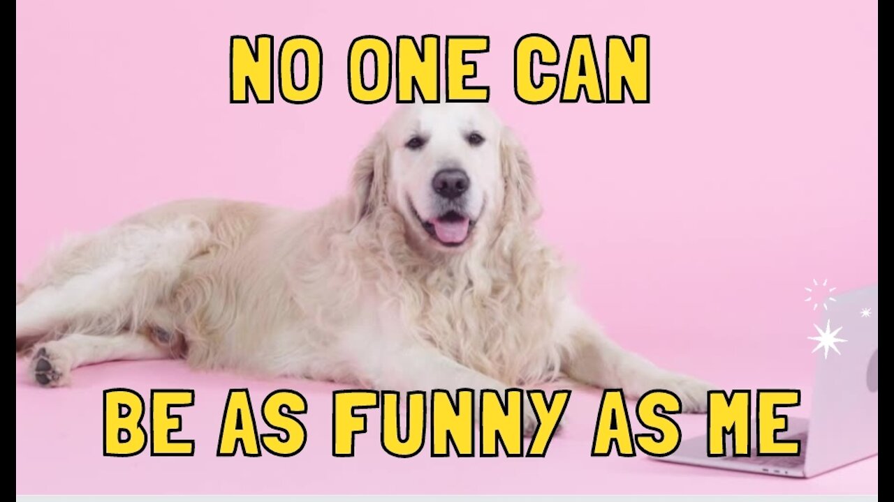 Funny cats and dogs videos