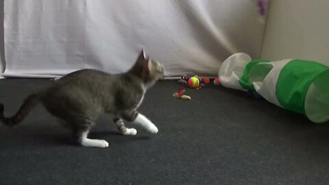 This Cat Toy Is Awesome