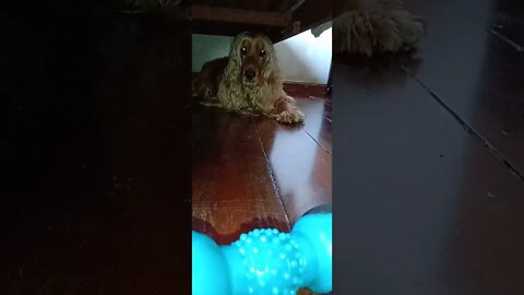 golden dog