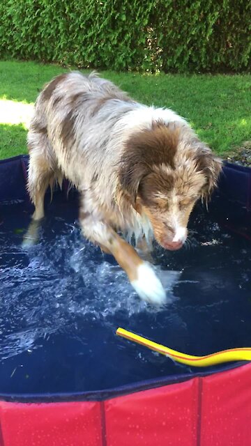Pup Splashes In Baby Pool Just Like A Little Kid
