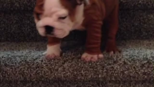 English Bulldog Puppy Adorably Conquers The Stairs