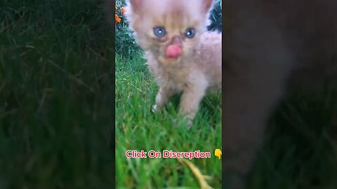 Cute Cats🐈‍⬛😘🥰#cats#cutecat#cutecatshorts#pets#cutepets#funnycats#viral#tiktok#viralvideo#funnycats