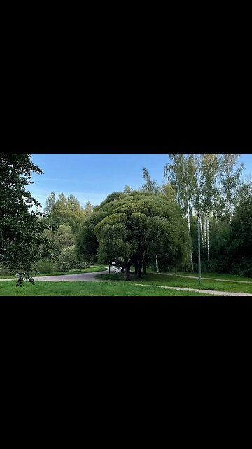 Parque Sosnovka,Парк Сосновка