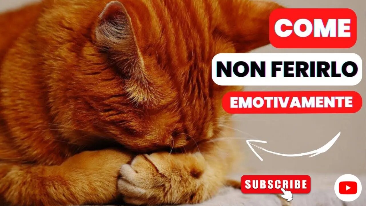 10 Cose che Feriscono EMOTIVAMENTE il tuo Gatto