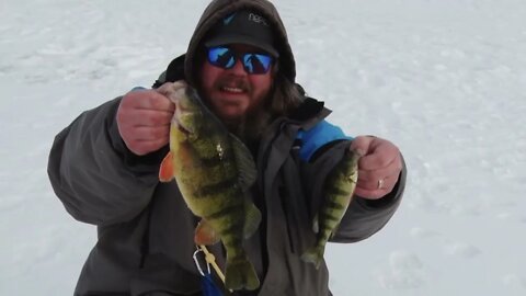 Giant Perch while ice fishing the Mississippi Backwaters