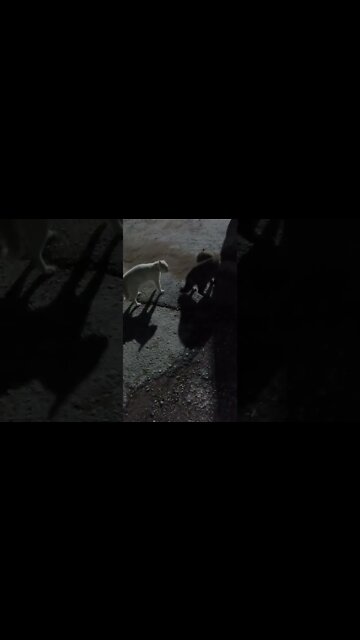 cats fighting for territory