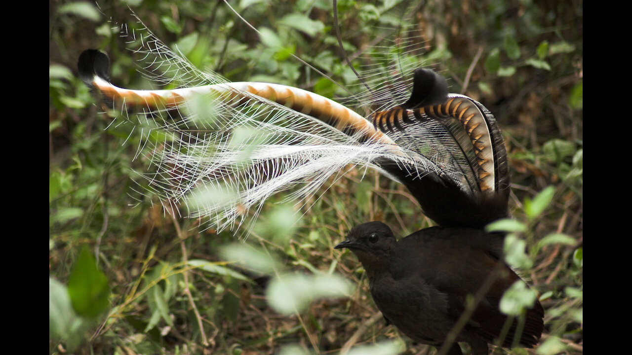 Lyrebird - Attenborough, BBC