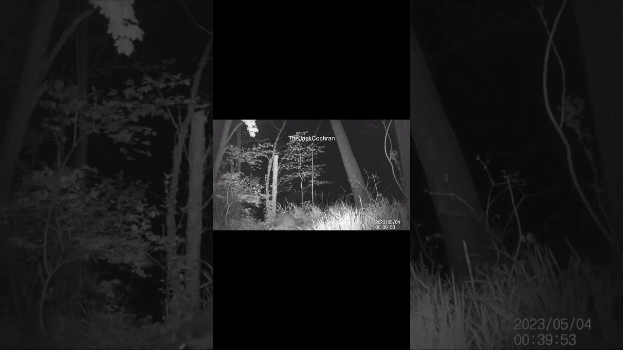 Jack's Trail Camera -- Episode 54 #shorts