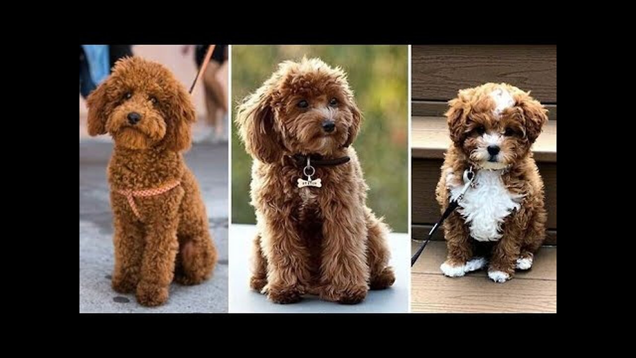 Funniest Animals 2024 😂 Funny Cats and Dogs 🐱🐶