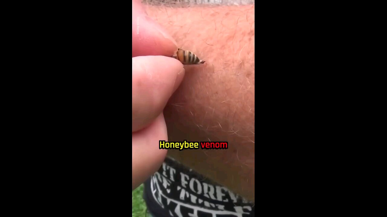 BEE VENOM-Can Aggressively Kill Breast Cancer Cells