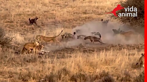 LEOA ATACA HIENA E INICIA UMA GRANDE CONFUSÃO - VIDA ANIMAL