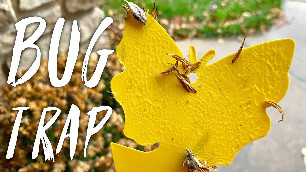 Catch Plant Bugs with the Trappify Sticky Insect Glue Traps