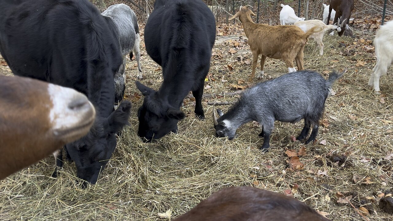 Grazing the Hay #cattle #goats #farm #homestead Chamberlin Family Farms “Naturally Good”