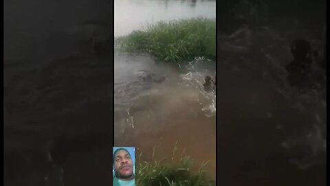 Hipopótamo surge do nada
