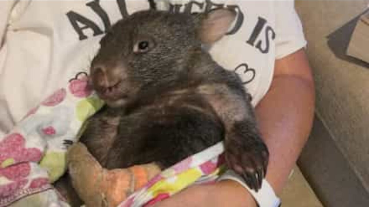 Un petit wombat se remet totalement d'une attaque de renard