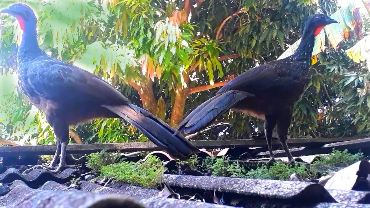 Jacu e seus filhotes em busca de comida Jacuaçu