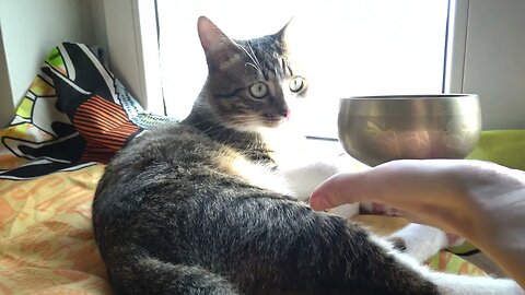 Curious Kitten Discovers the Buddhist Meditation
