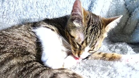 Small Cat Is Grooming Himself