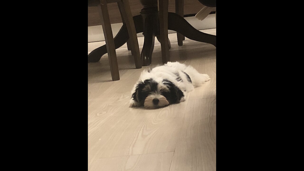 Little puppy Tommy plays with his toys and it very happy!