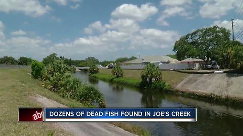 Neighbors worry about dead fish washing up near construction on sewer lines