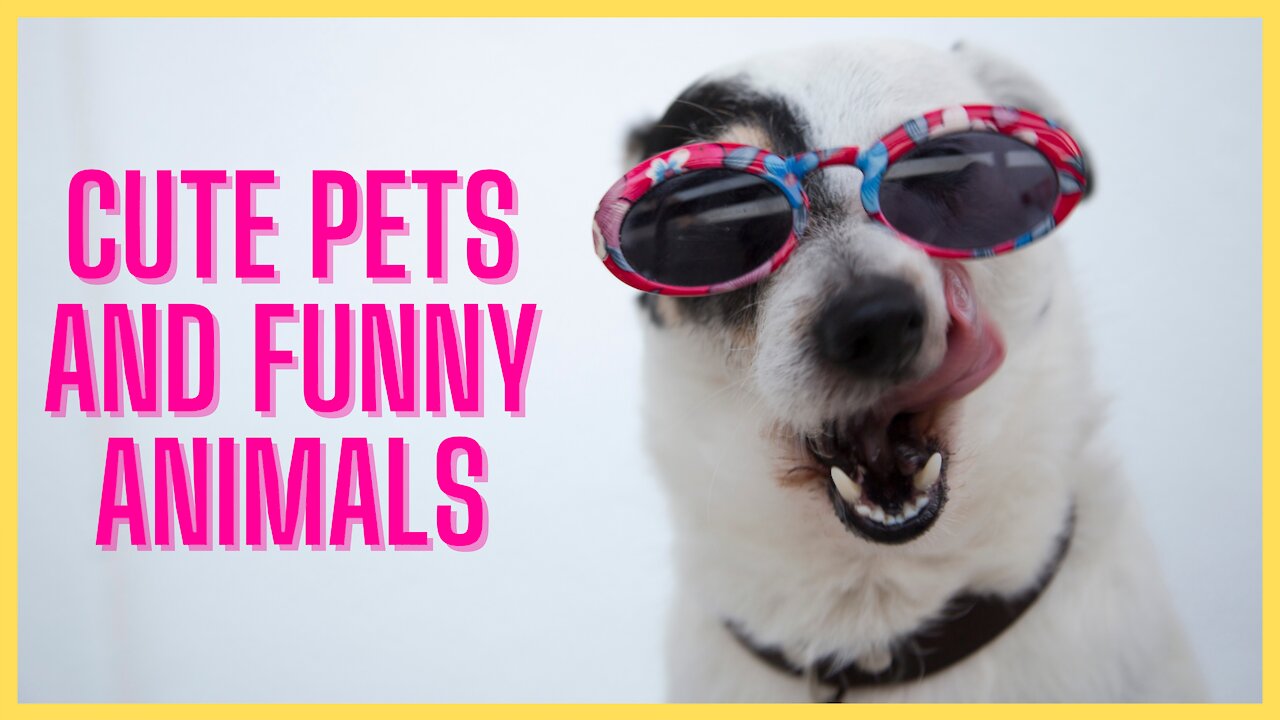 Compilation of cute pets and funny animals the best of ever #Try not to laugh