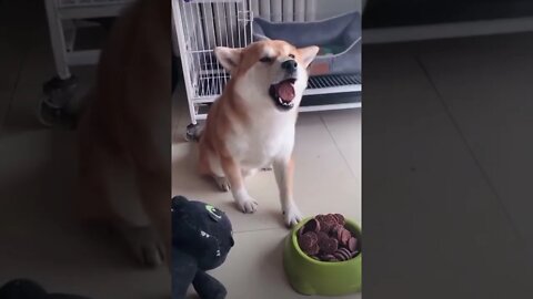Funny moments dog 17#shorts #fun #funny #youtubeshorts