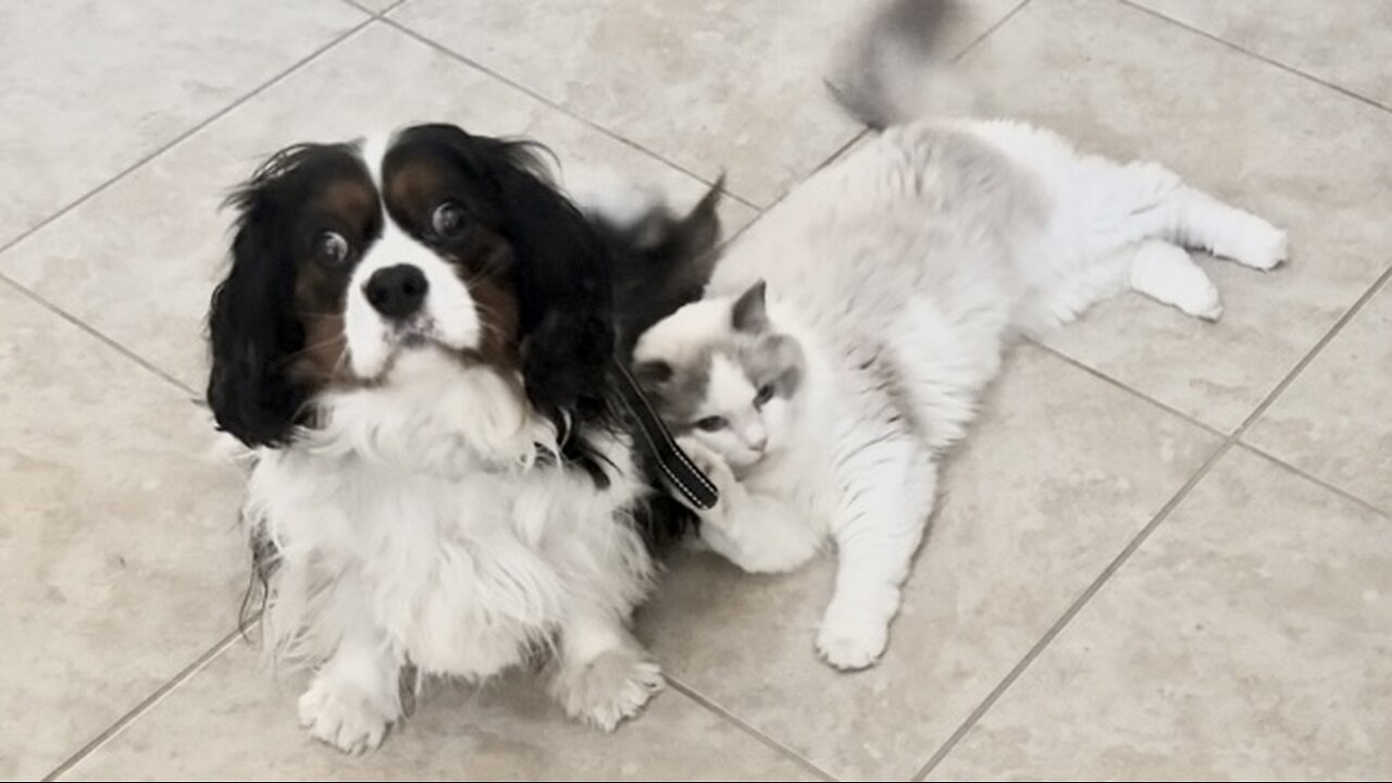 Ragdoll takes a ride on Cavalier’s collar