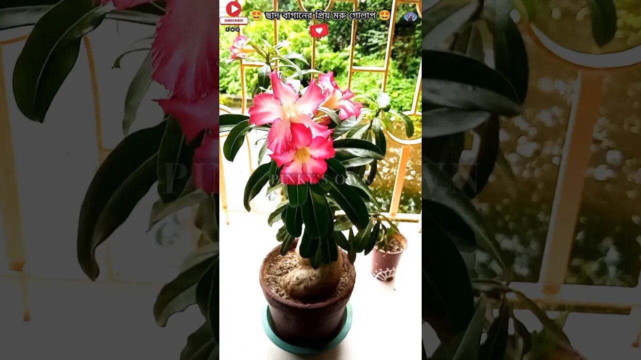 ছাদ বাগানের প্রিয় মরু গোলাপ 🤩 #shorrs #pinky #vlog #trending #gardening #এডেনিয়াম #terracegarden