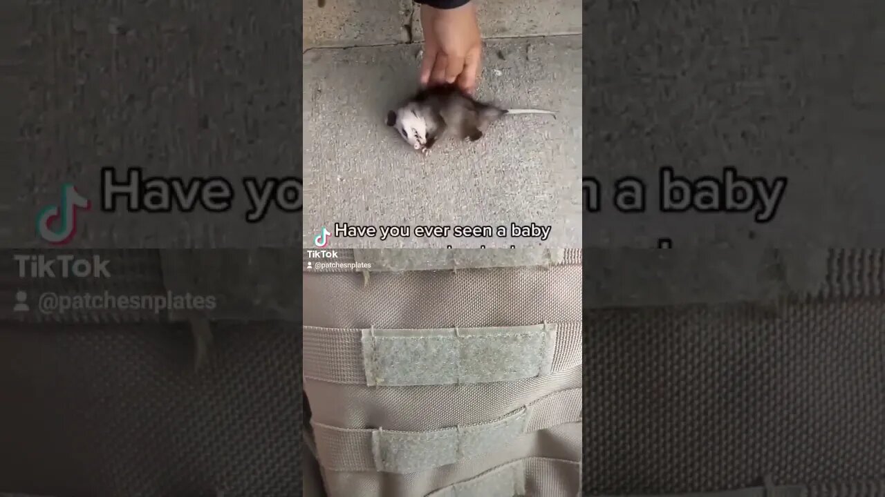baby possum plays dead cute funny #shorts