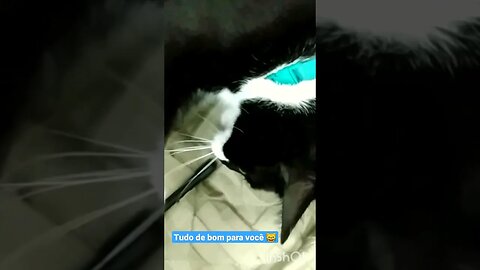 Gato Bartolomeu Tunico 😸