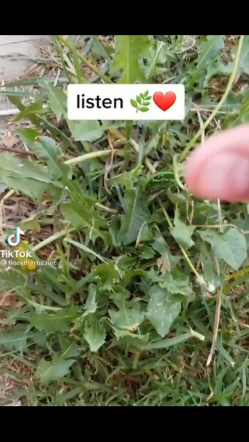 DANDELION is Heart Medicine