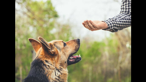 How to train your dog