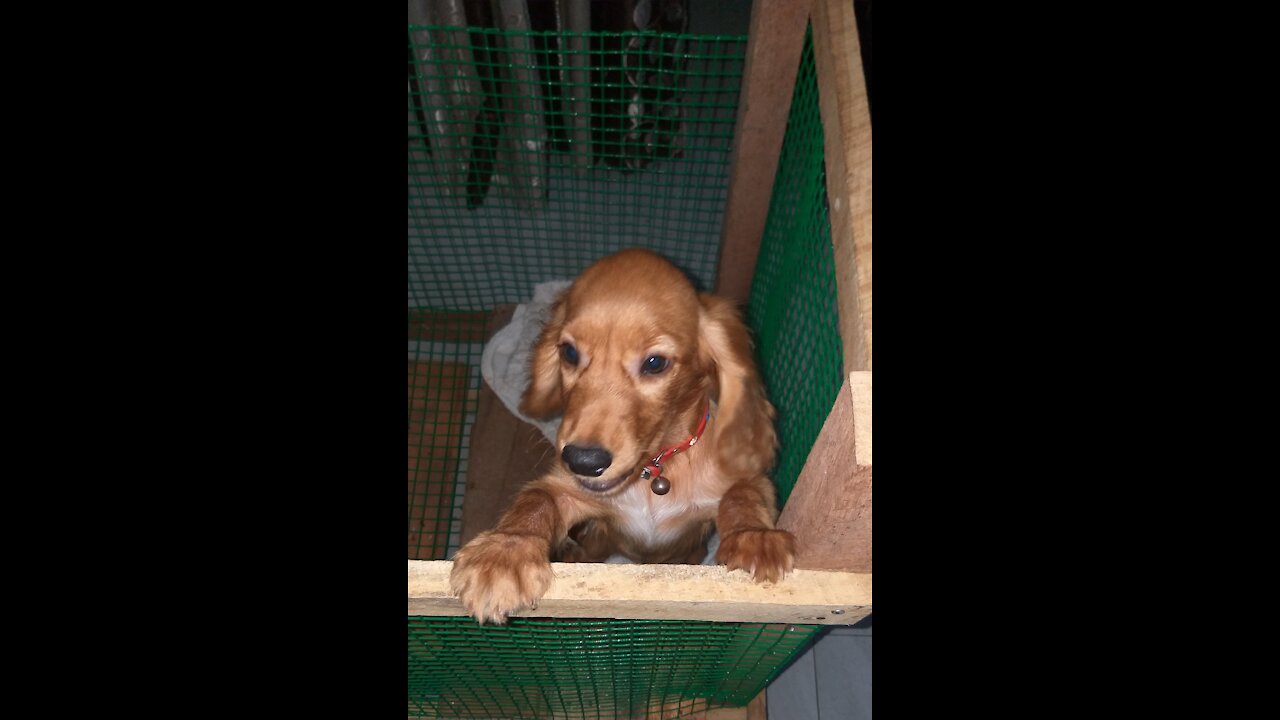 My cute cocker spaniel playing with a sandal of mine 😍