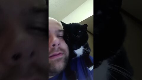 I has cat #shortsvideo #shortsfeed #youtubeshorts #catvideos #cat
