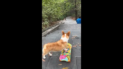 Dog on skateboard