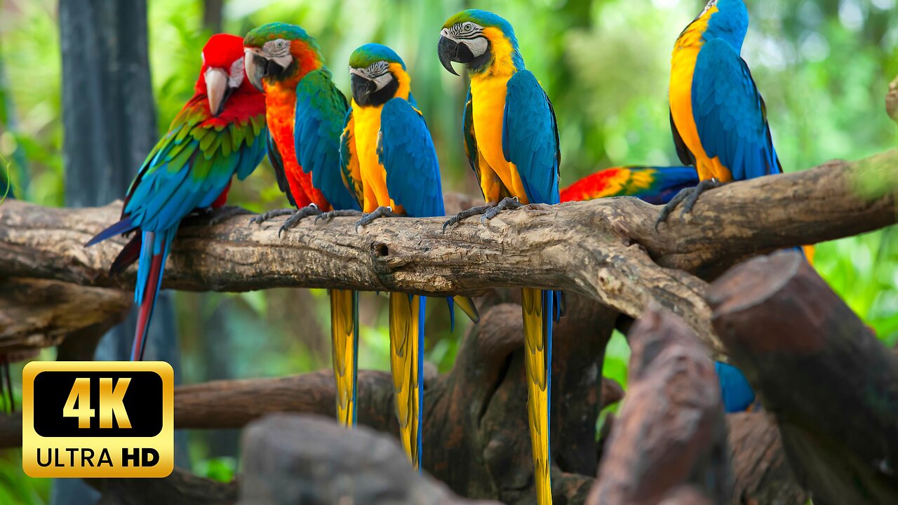 Colorful Macaw Parrot Playtime | Vibrant Personalities, Friendships, and Feather Fun