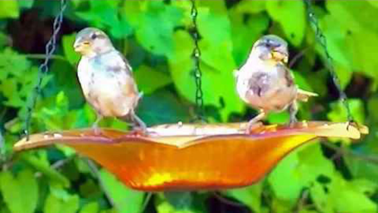 IECV NV #250 - 👀 House Sparrows Eating Out Of The Orange Glass Feeder 🐤🐤8-3-2016