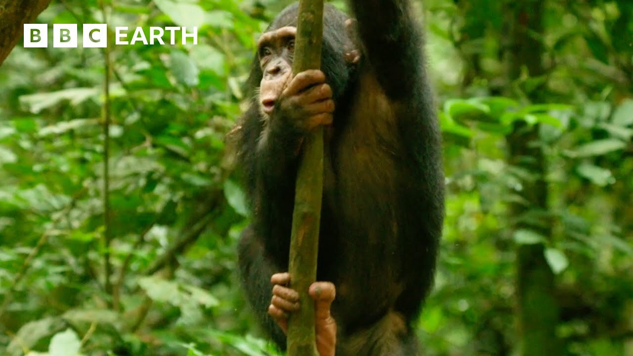 Young Chimp Learns How To Deal With A Snake Animals With Cameras young-chimp-learns-how-to-deal-with-a-snake-animals-with-cameras