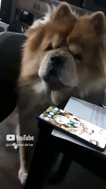 How my dogs keep me sane 😇🥴 while on hold with the VA (119min so far)