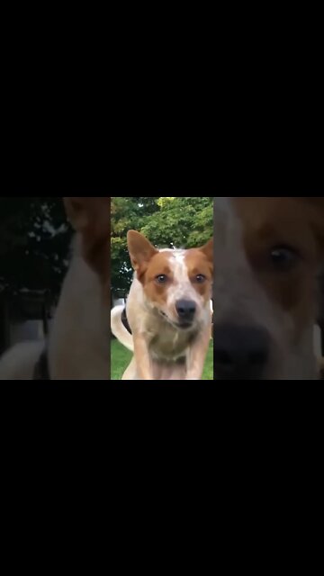 Frisbee vs Dog #shorts #somebody #smashmouth