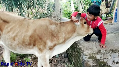 Children and Baby Cow Become Friends | Funny Babies and Pets Compilation | Caw Videos for Kids, Caws