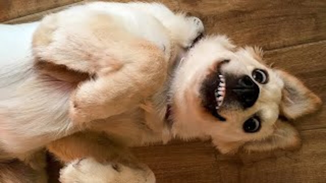 Funniest Dogs and Cats - Awesome Funny Pet Animals Life Videos