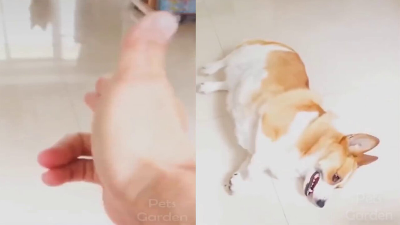 Shooting Dog With Hands and Dog Pretends Dead | Funny