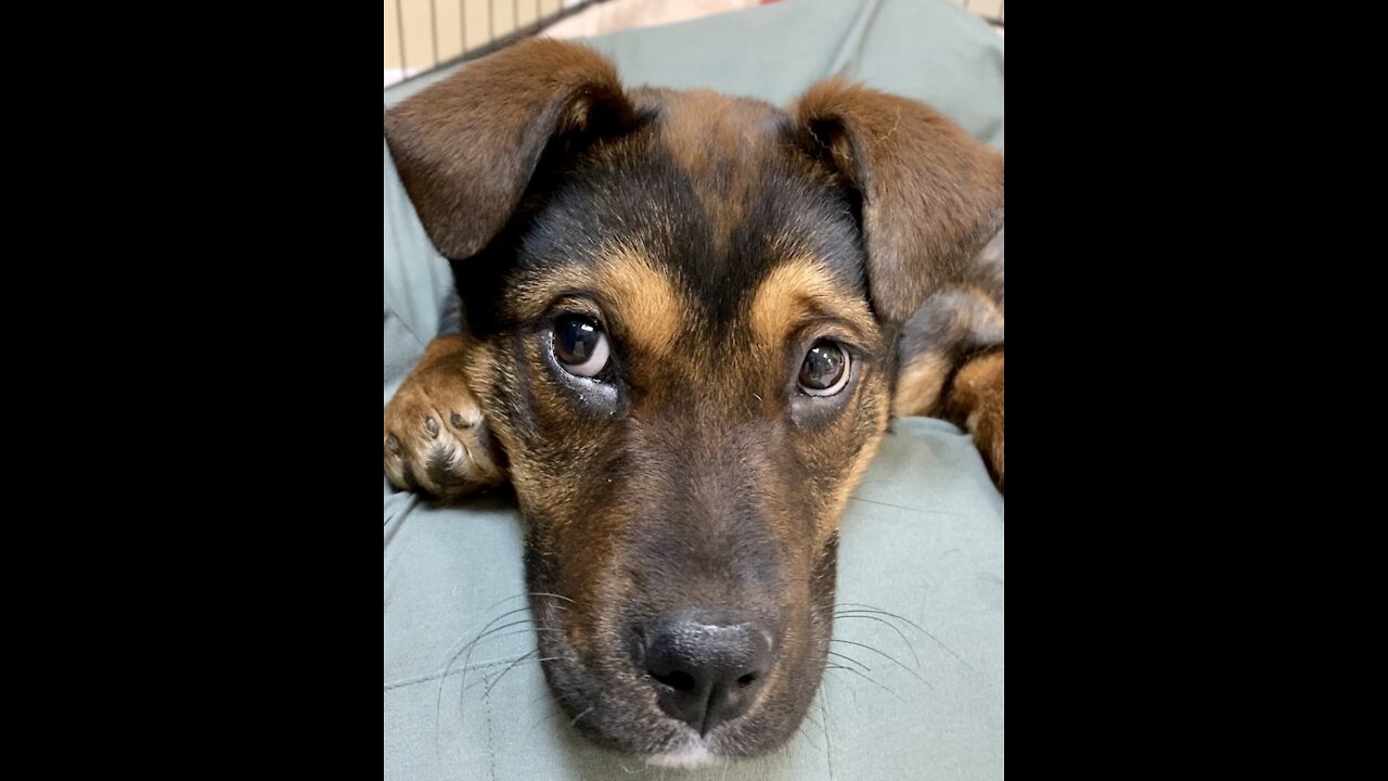 Puppy at Shelter cuddles, while she waits for someone to adopt her 🥰