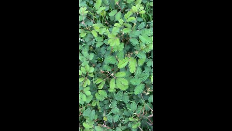 Mimosa Pudica