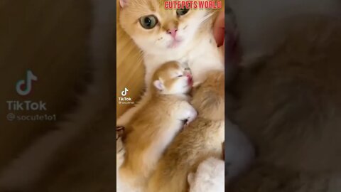 Cute and funny cat videos/#kitten #cat #kitty #funny kitten #funnycat #trending #shorts #tiktok (1)